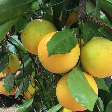 Çıralı Safir Pansiyon المظهر الخارجي الصورة